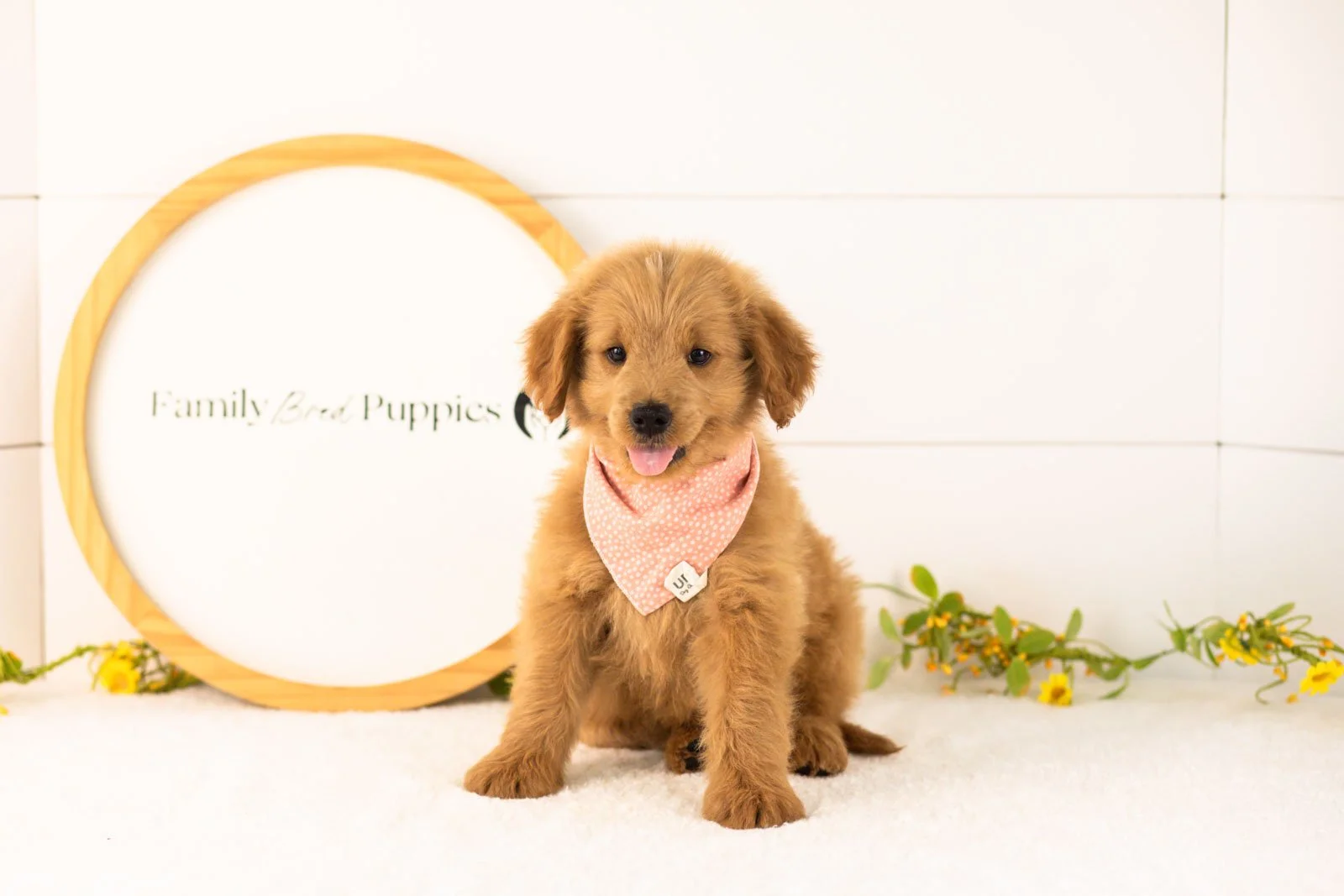 Evan goldendoodle for sale(1).jpg