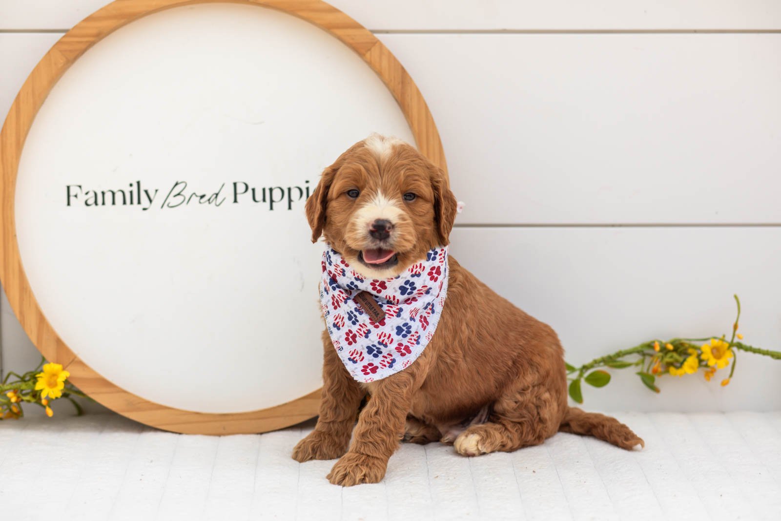 Maze goldendoodle for sale(2).jpg