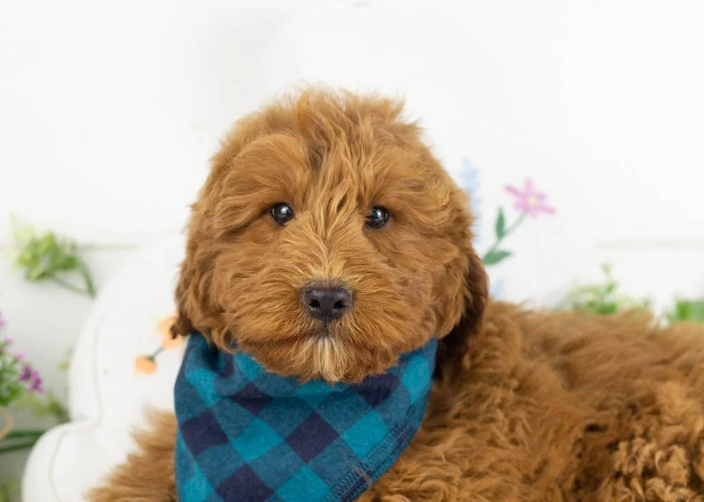 goldendoodle for sale