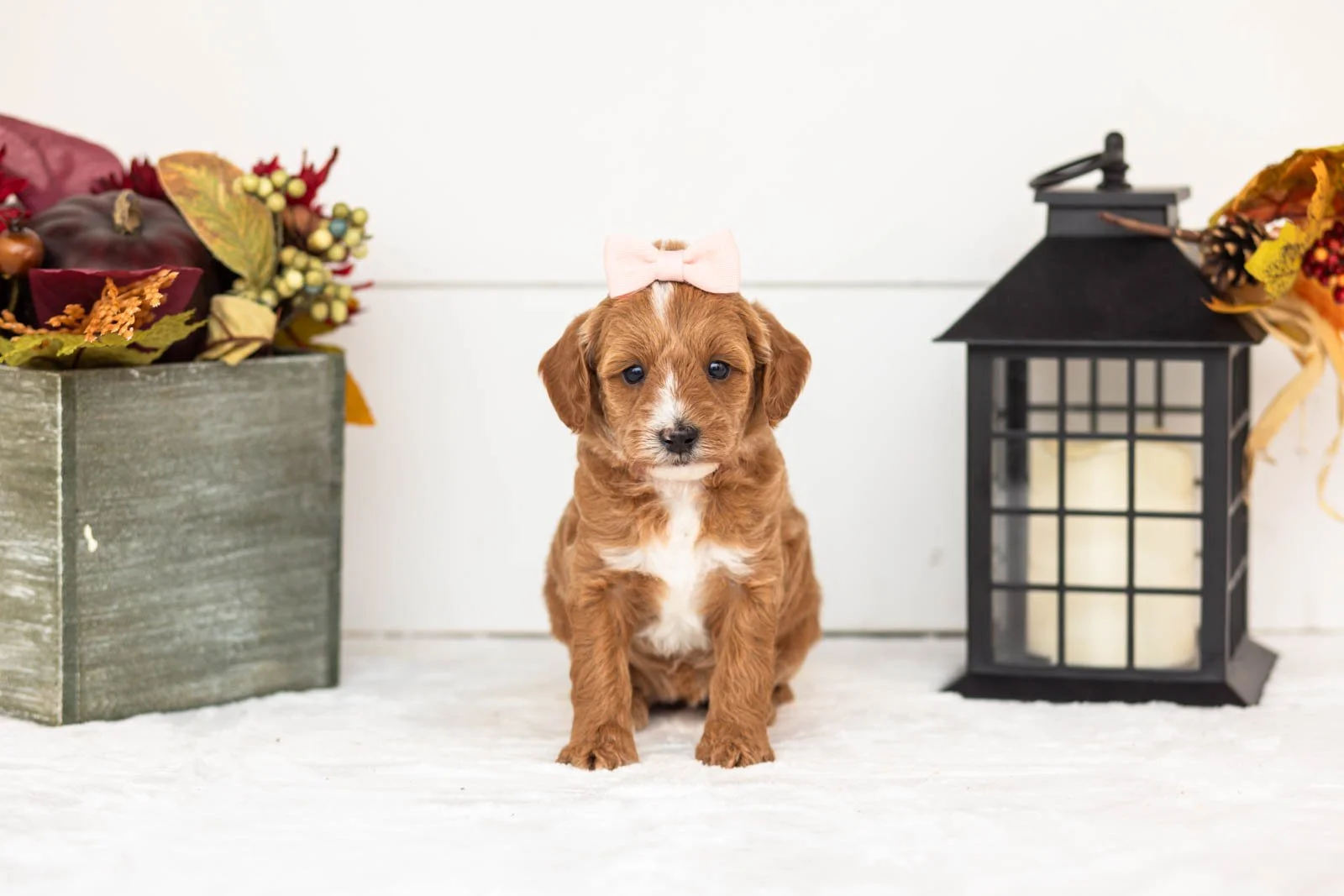 Flicka goldendoodle for sale 3.jpg