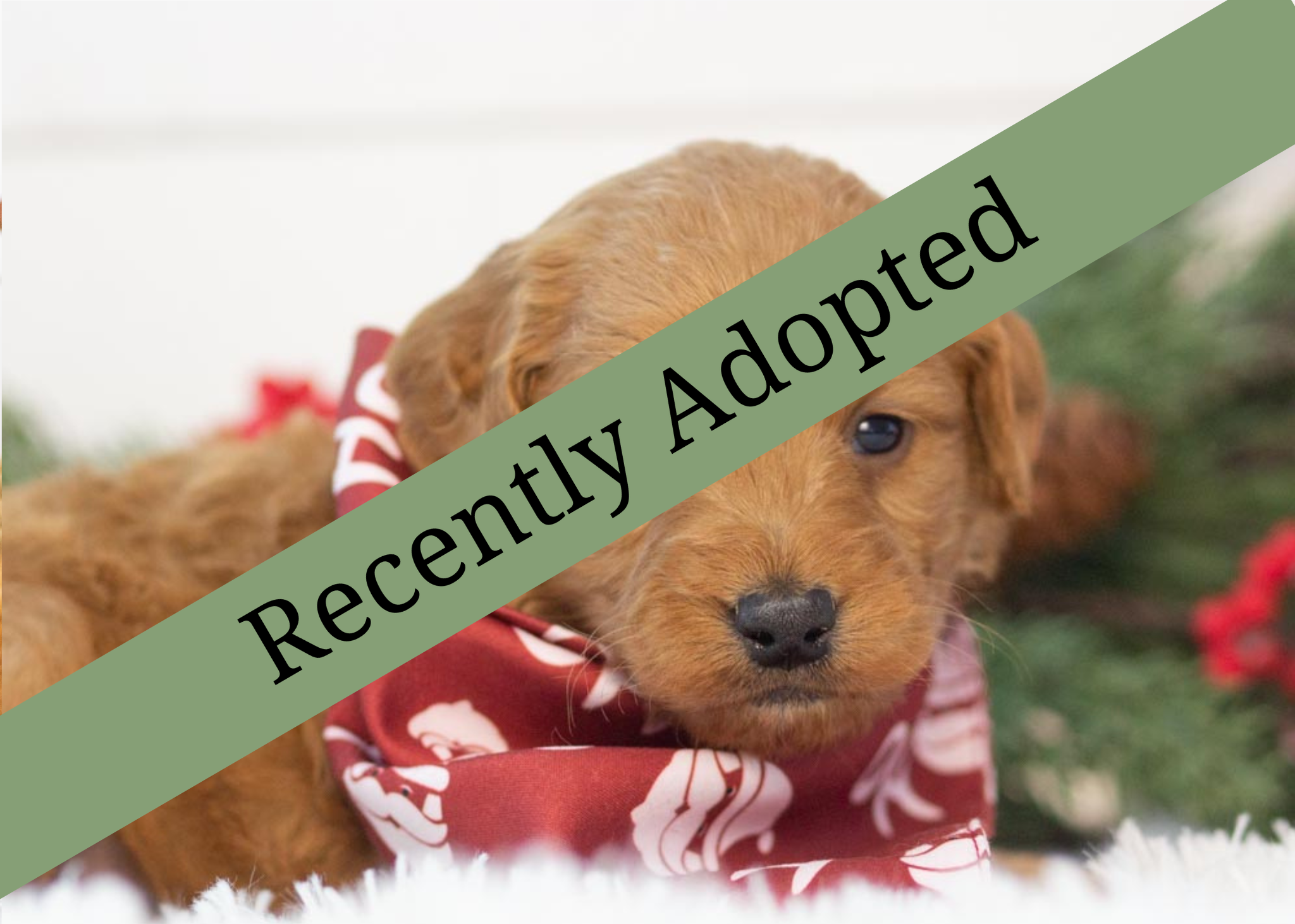 goldendoodle for sale