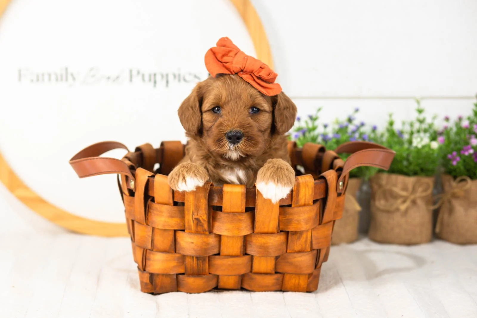 Clarity goldendoodle for sale(4).jpg