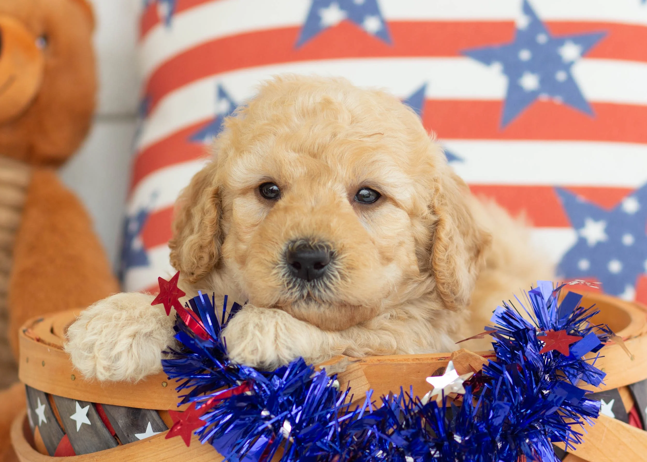 Frito Goldendoodle For Sale.jpg