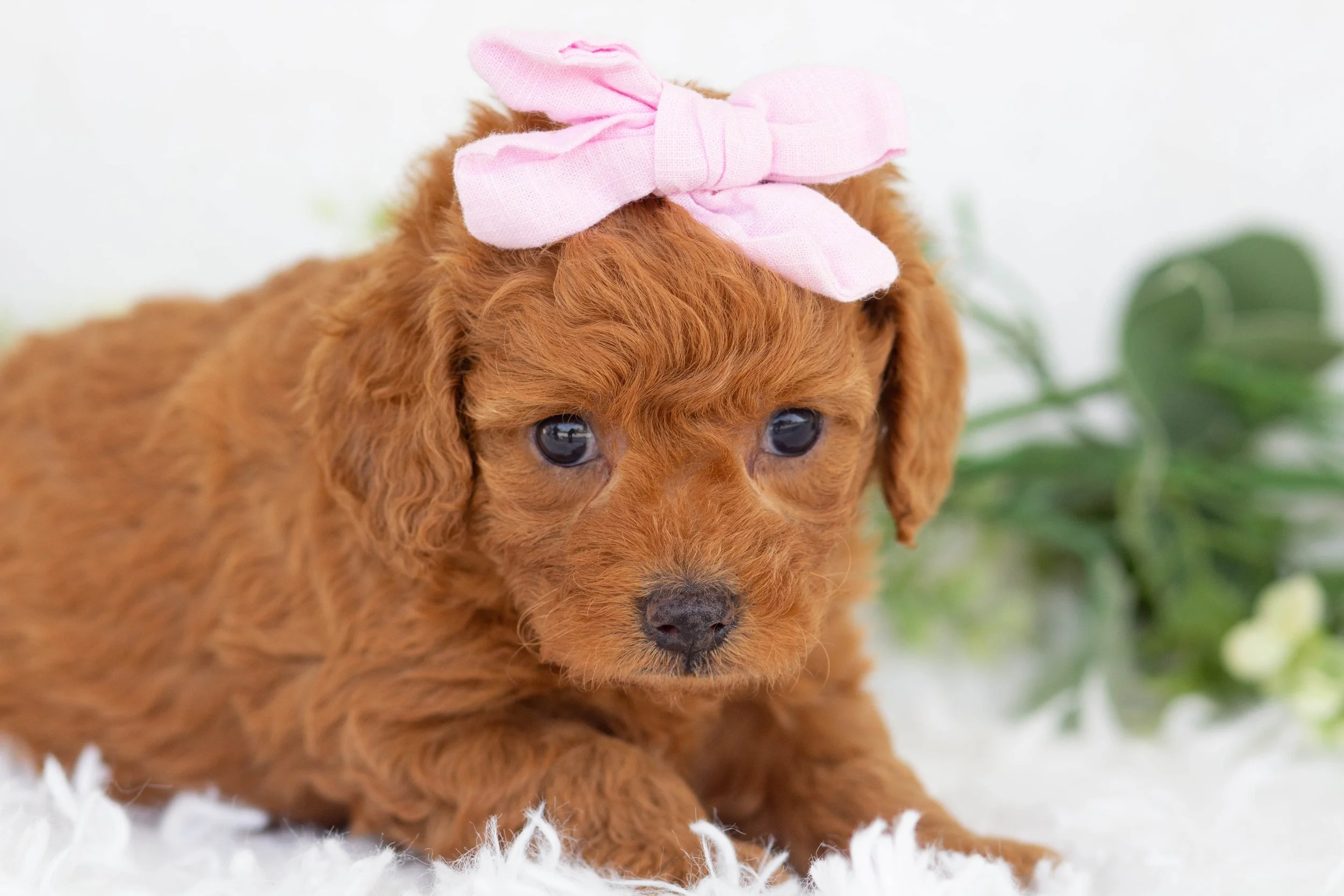 Olive Goldendoodle for sale(1).jpg