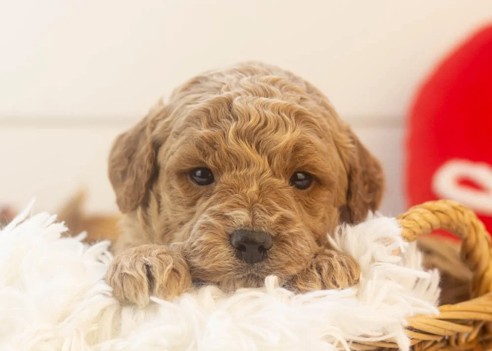 Frosty goldendoodle for sale(1).jpg
