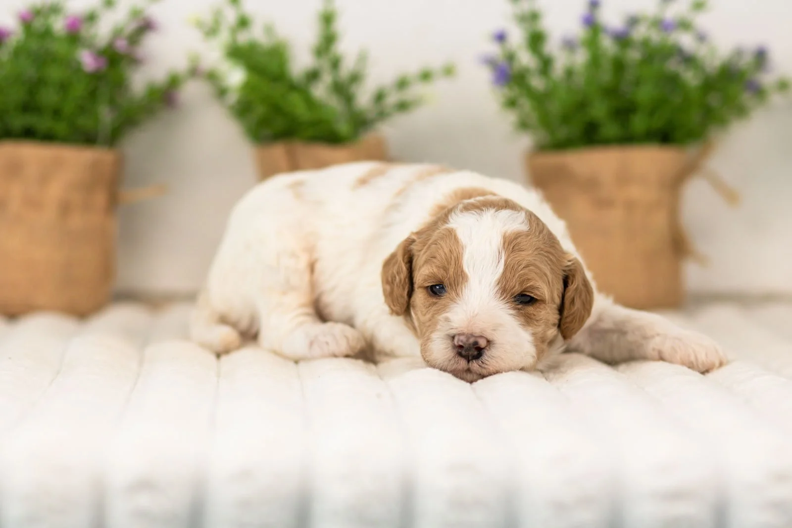 lance goldendoodle for sale(1).jpg