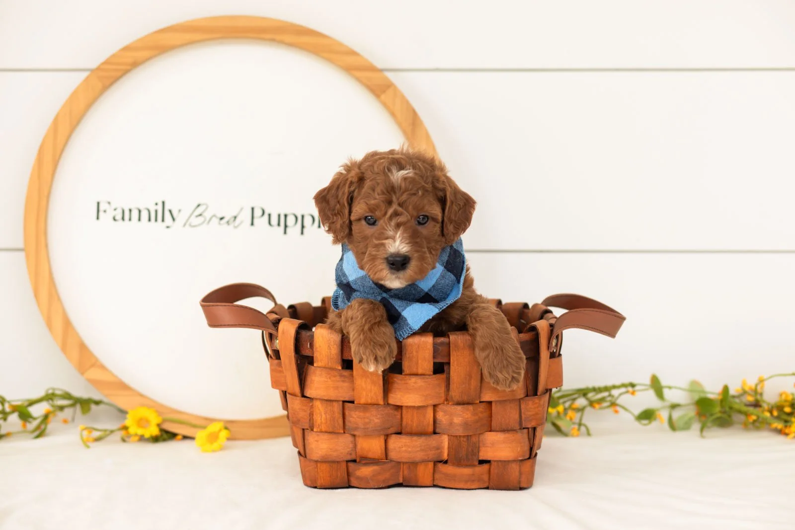 Psyduck goldendoodle for sale(3).jpg