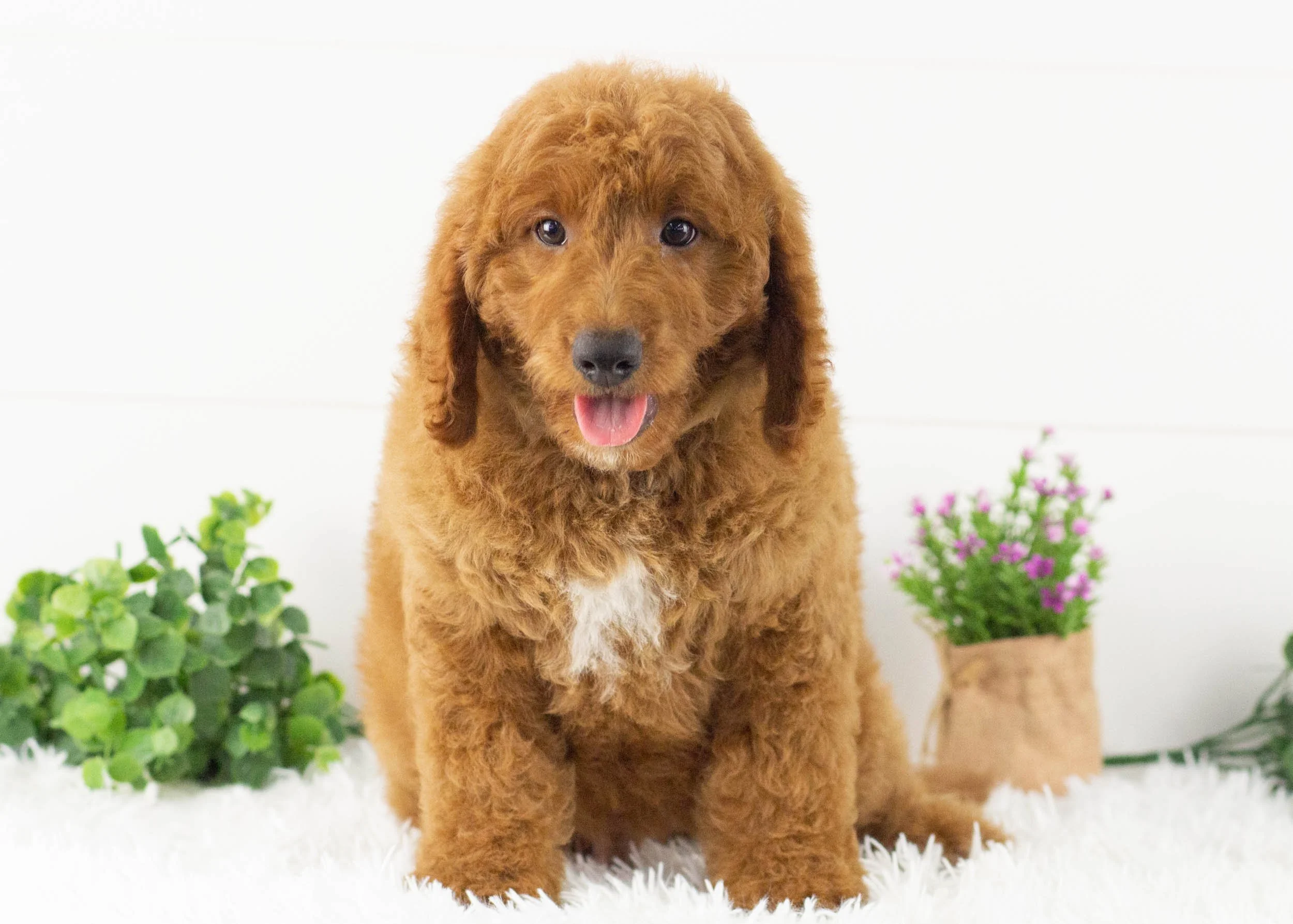 Buster Goldendoodle for sale(3).jpg