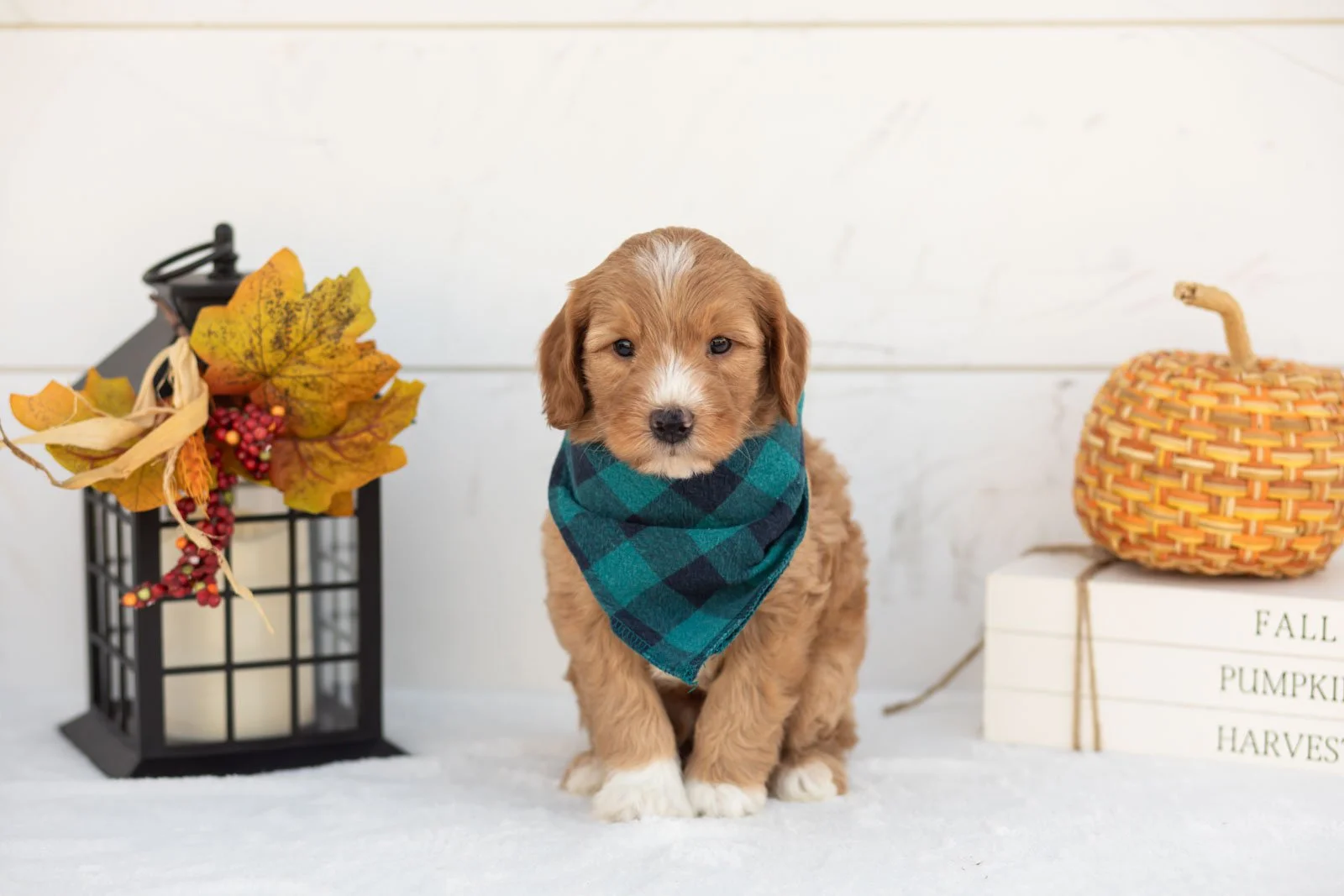 Jack goldendoodle for sale 4.jpg