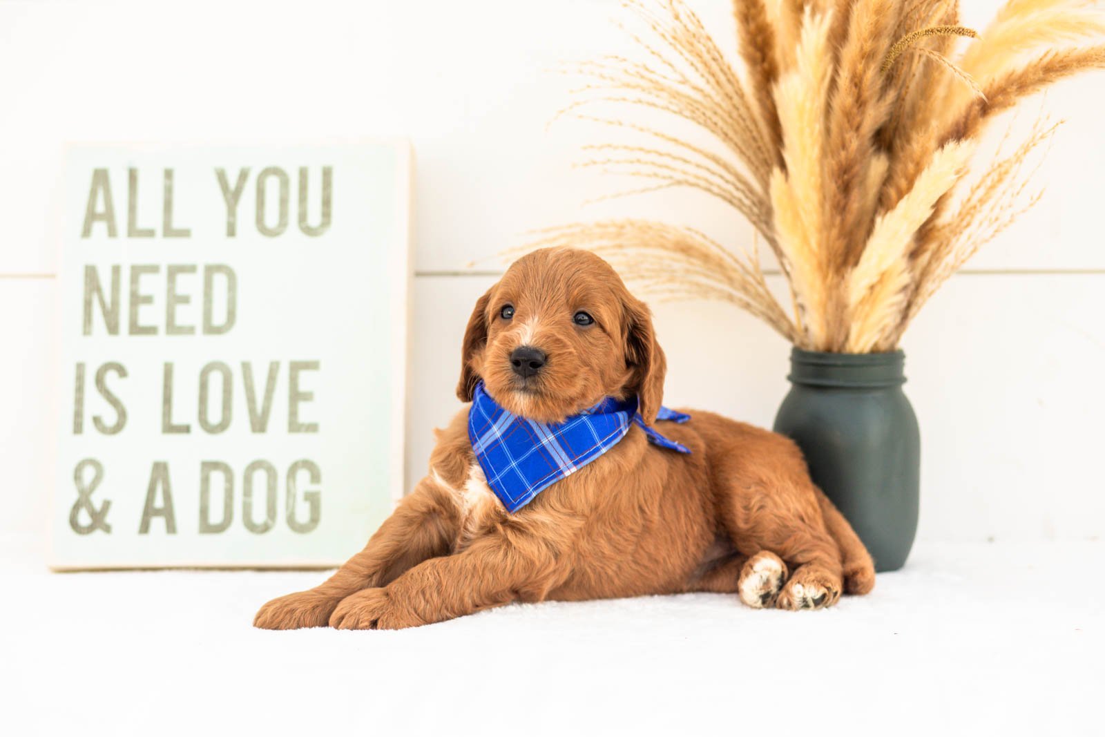 Chai goldendoodle for sale.jpg