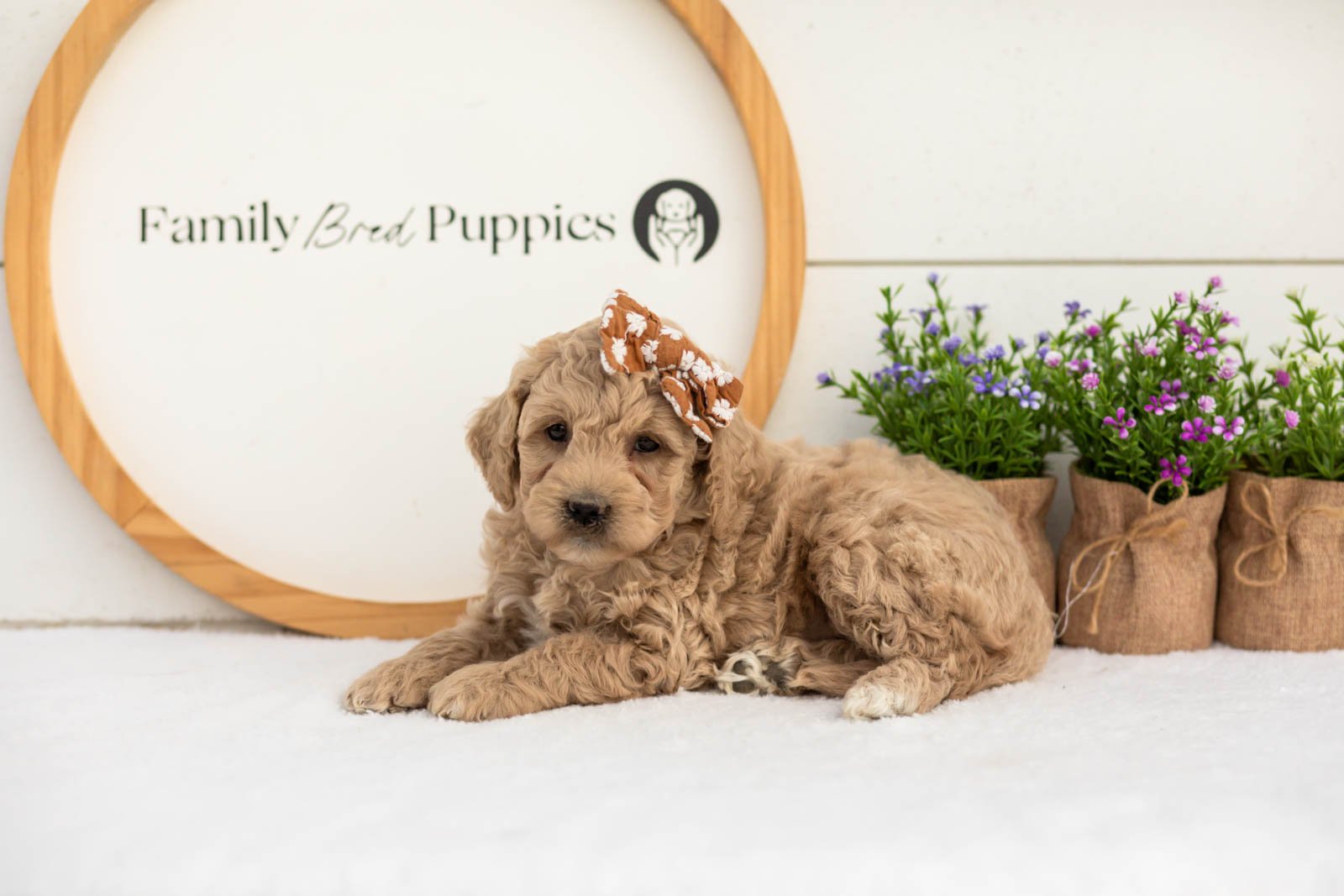 Cindy goldendoodle for sale.jpg