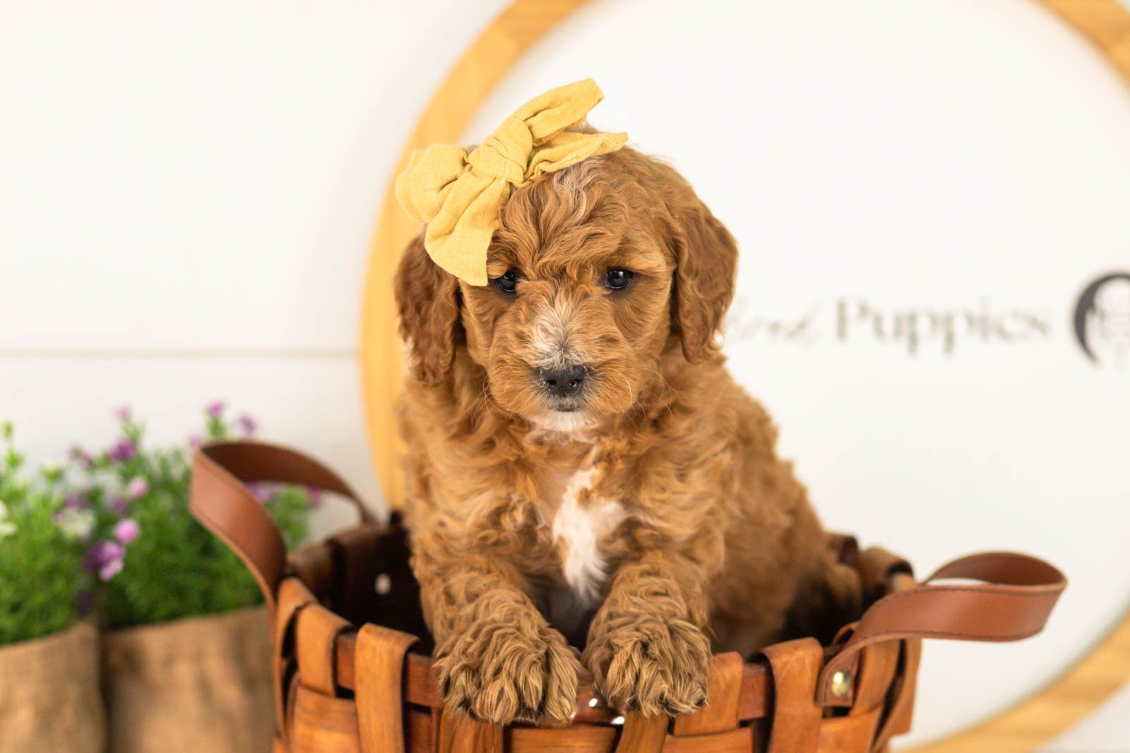 Sky goldendoodle for sale(4).jpg