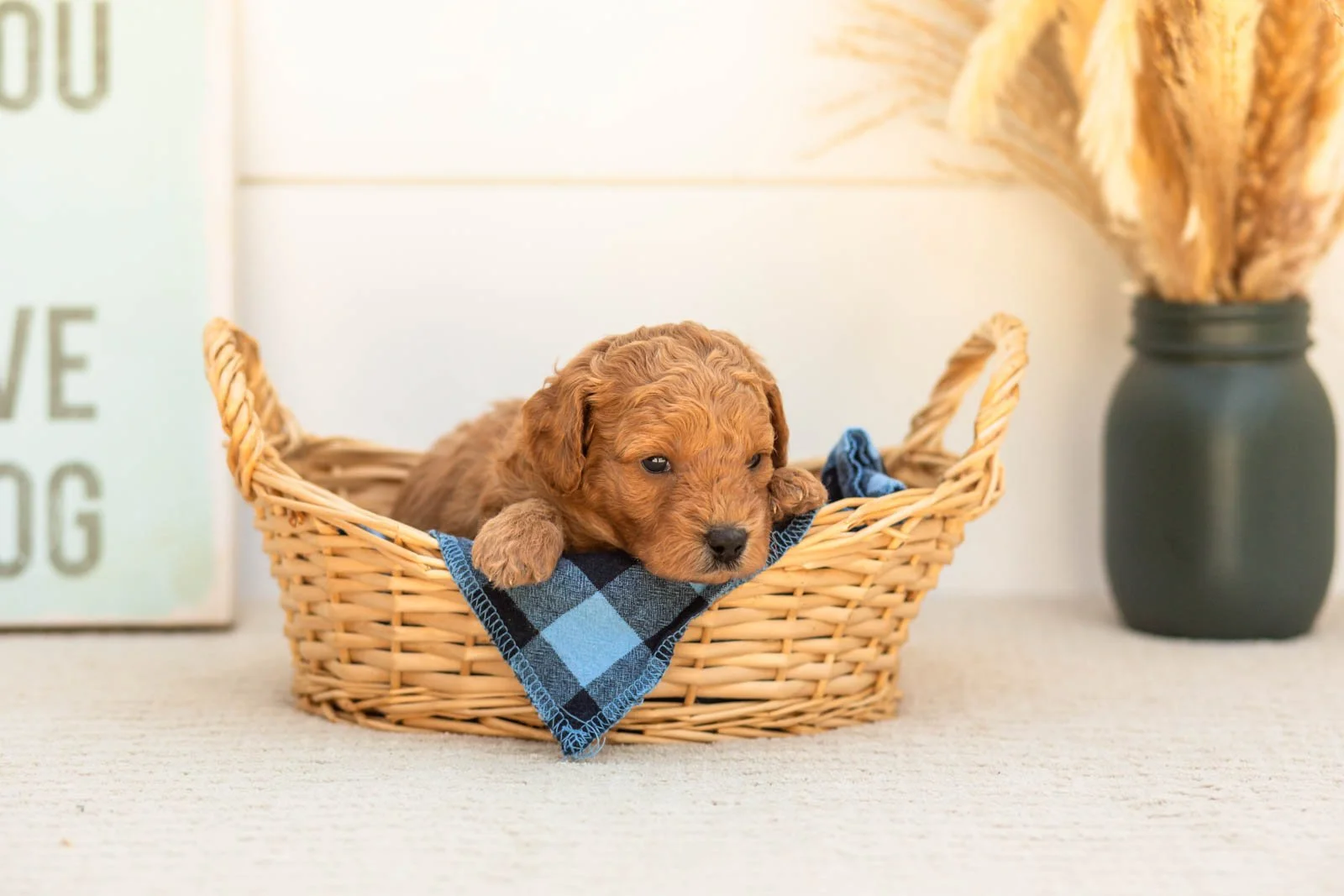 Cricket goldendoodle for sale(2).jpg