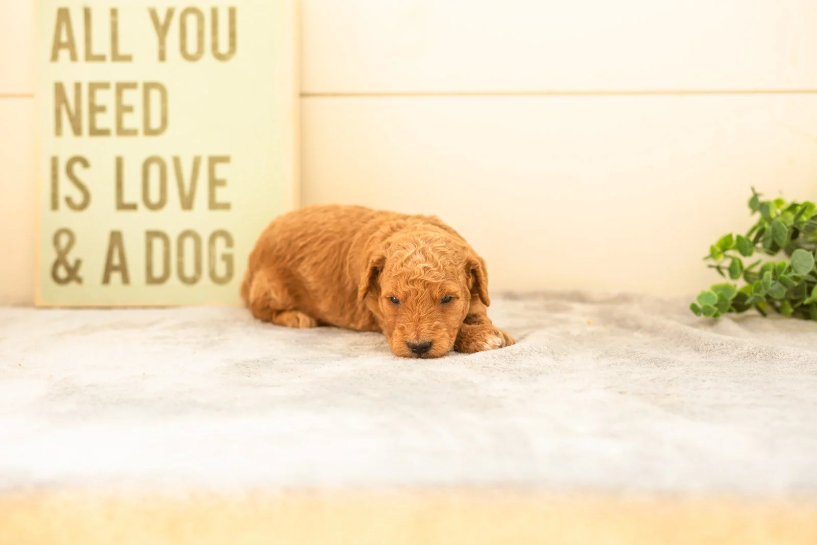 Matcha goldendoodle for sale(3).jpg