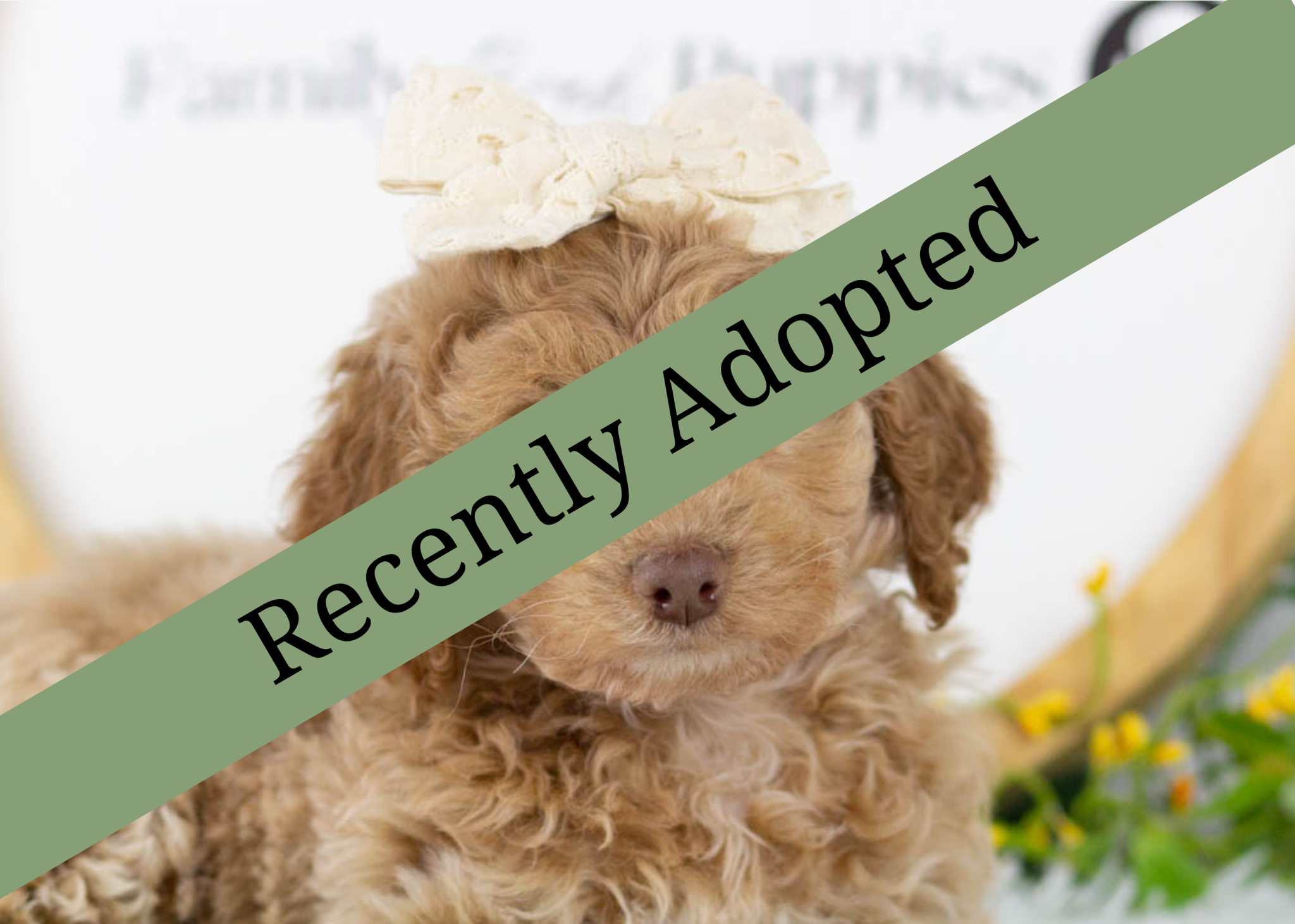 goldendoodle for sale