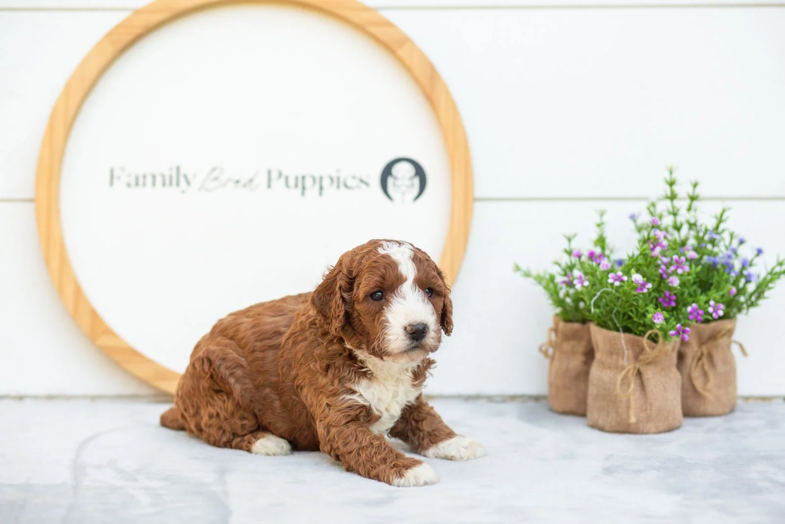 Nutmeg goldendoodle for sale(2).jpg