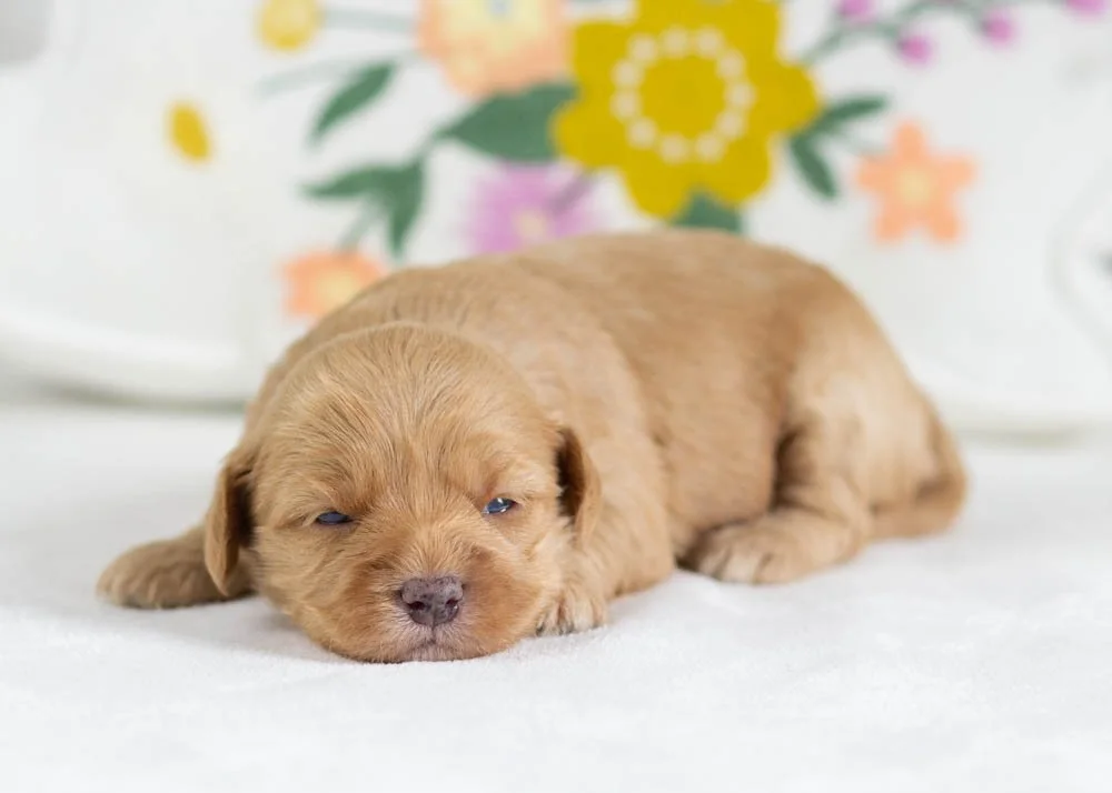 honeybun goldendoodle for sale(3).jpg