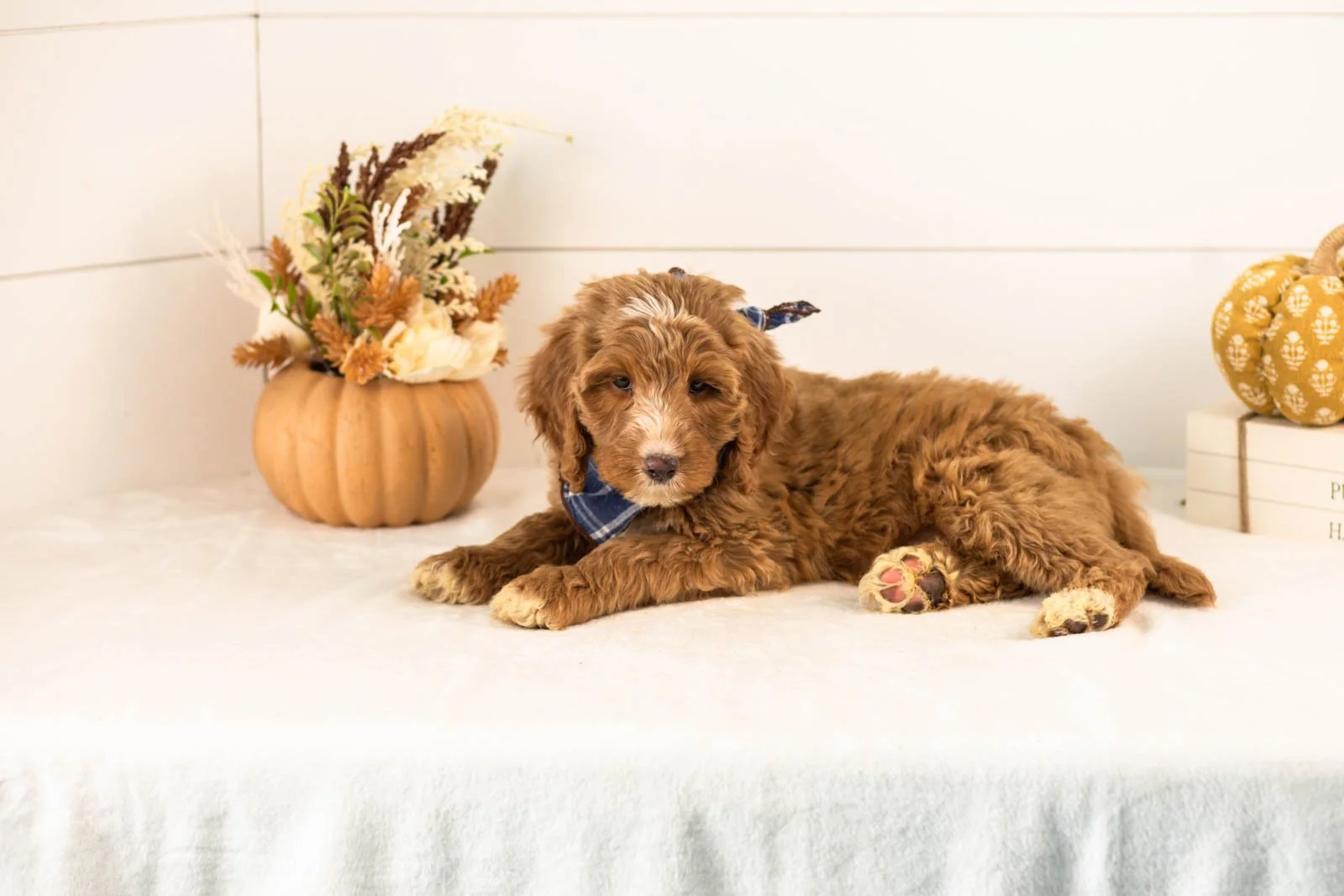 Andes goldendoodle for sale 5.jpg