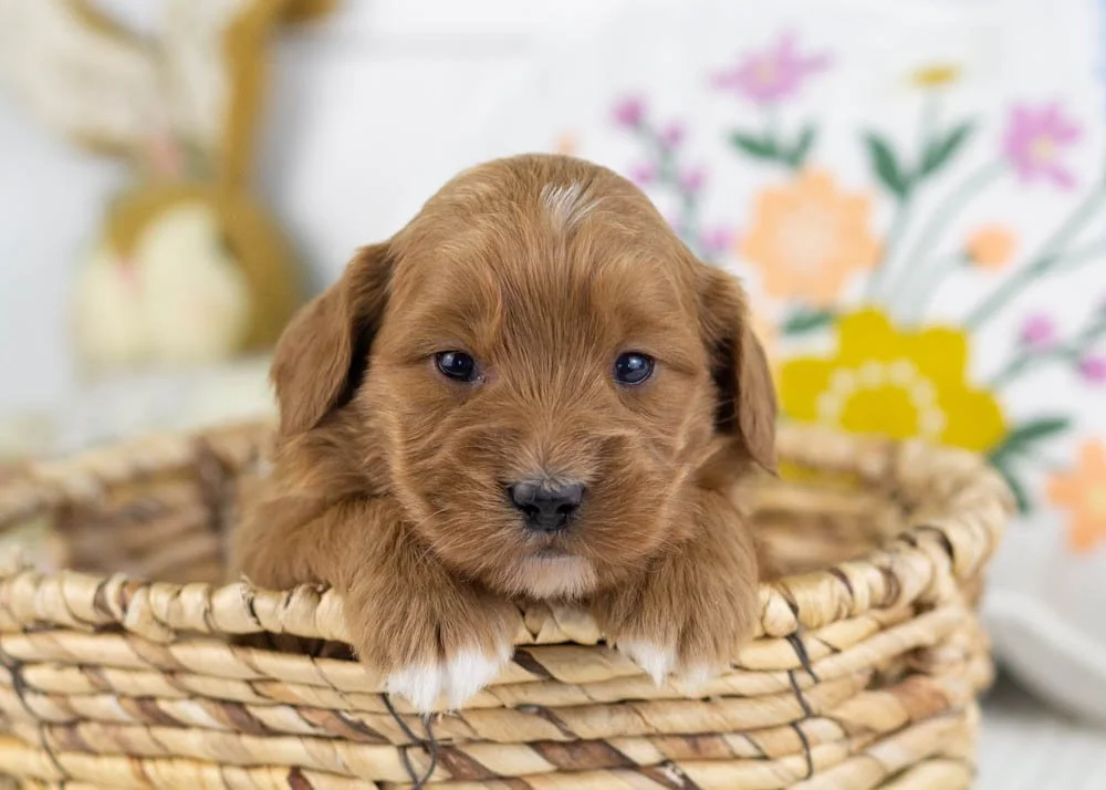 chanel goldendoodle for sale.jpg