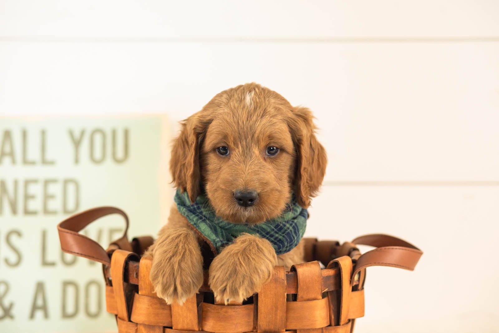 Oscar goldendoodle for sale(3).jpg