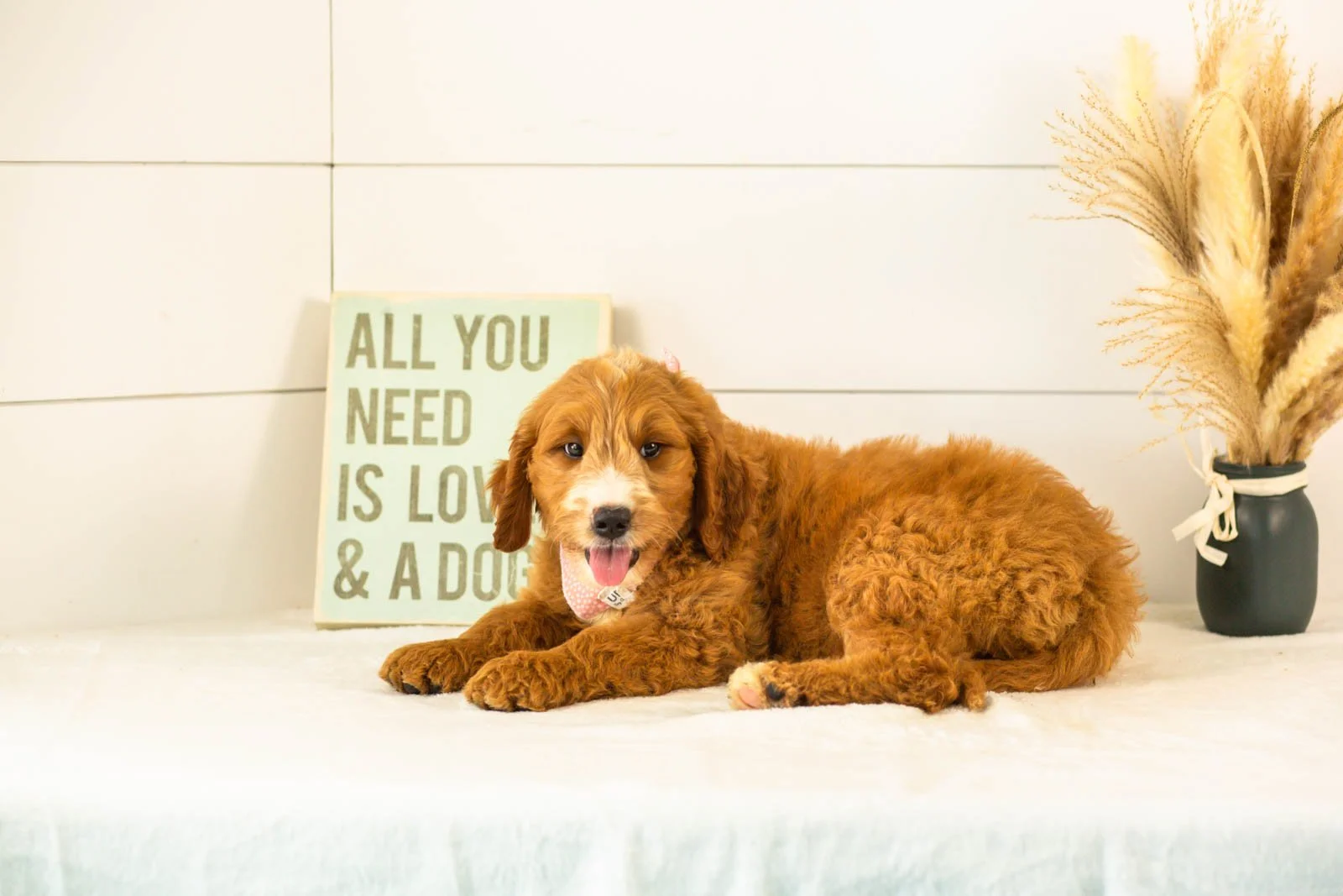 Maze goldendoodle for sale(1).jpg