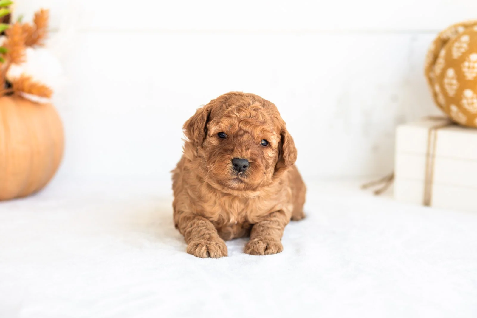 Nutmeg goldendoodle for sale 3.jpg