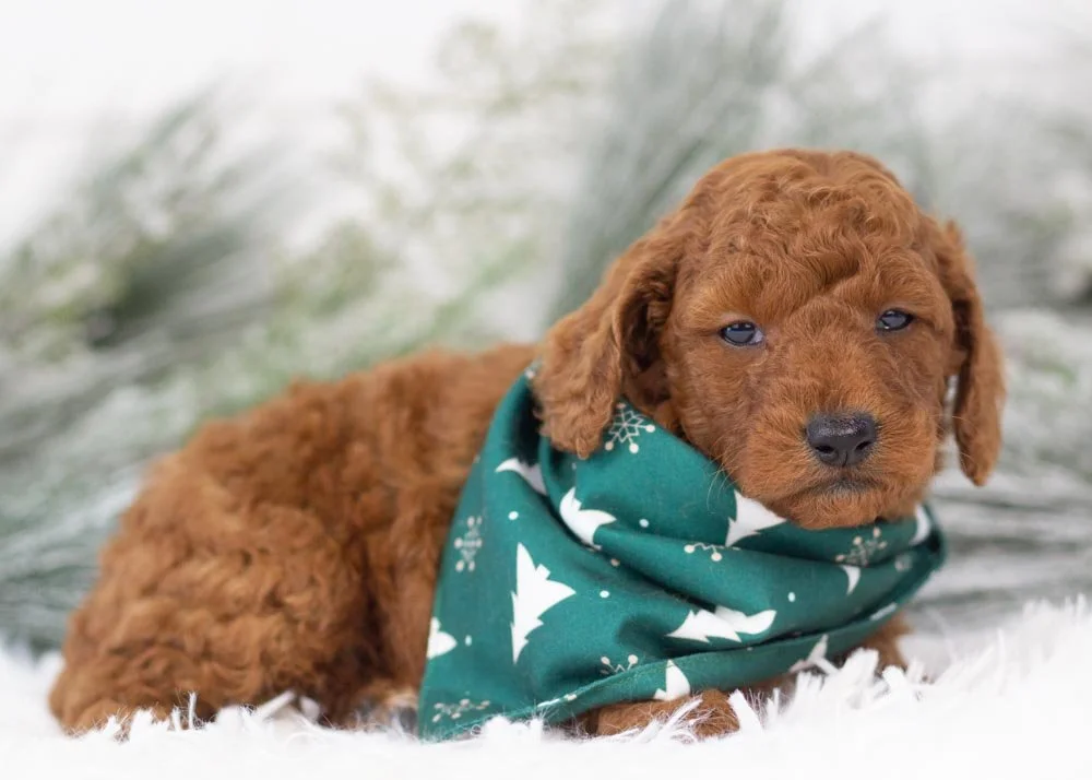 Colt goldendoodle for sale(1).jpg