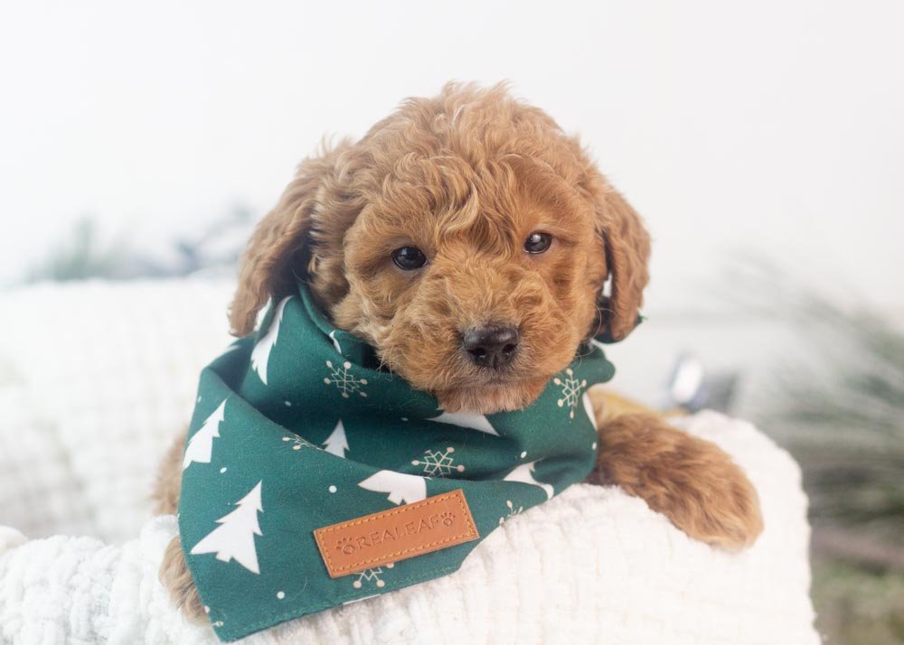 Mort goldendoodle for sale(1).jpg