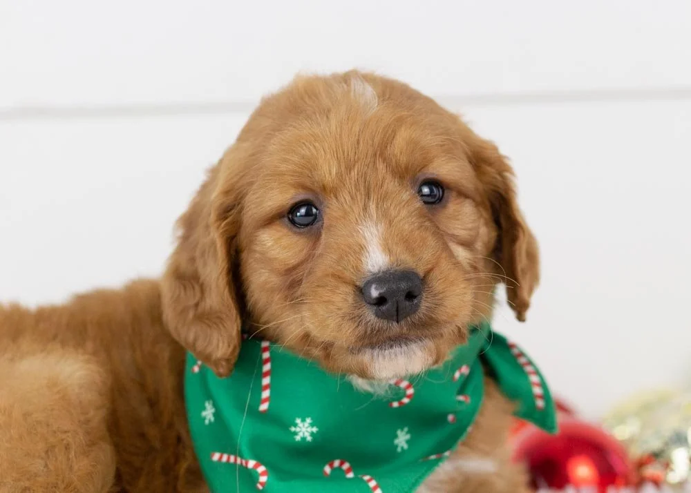 Almond Goldendoodle for sale(2).jpg