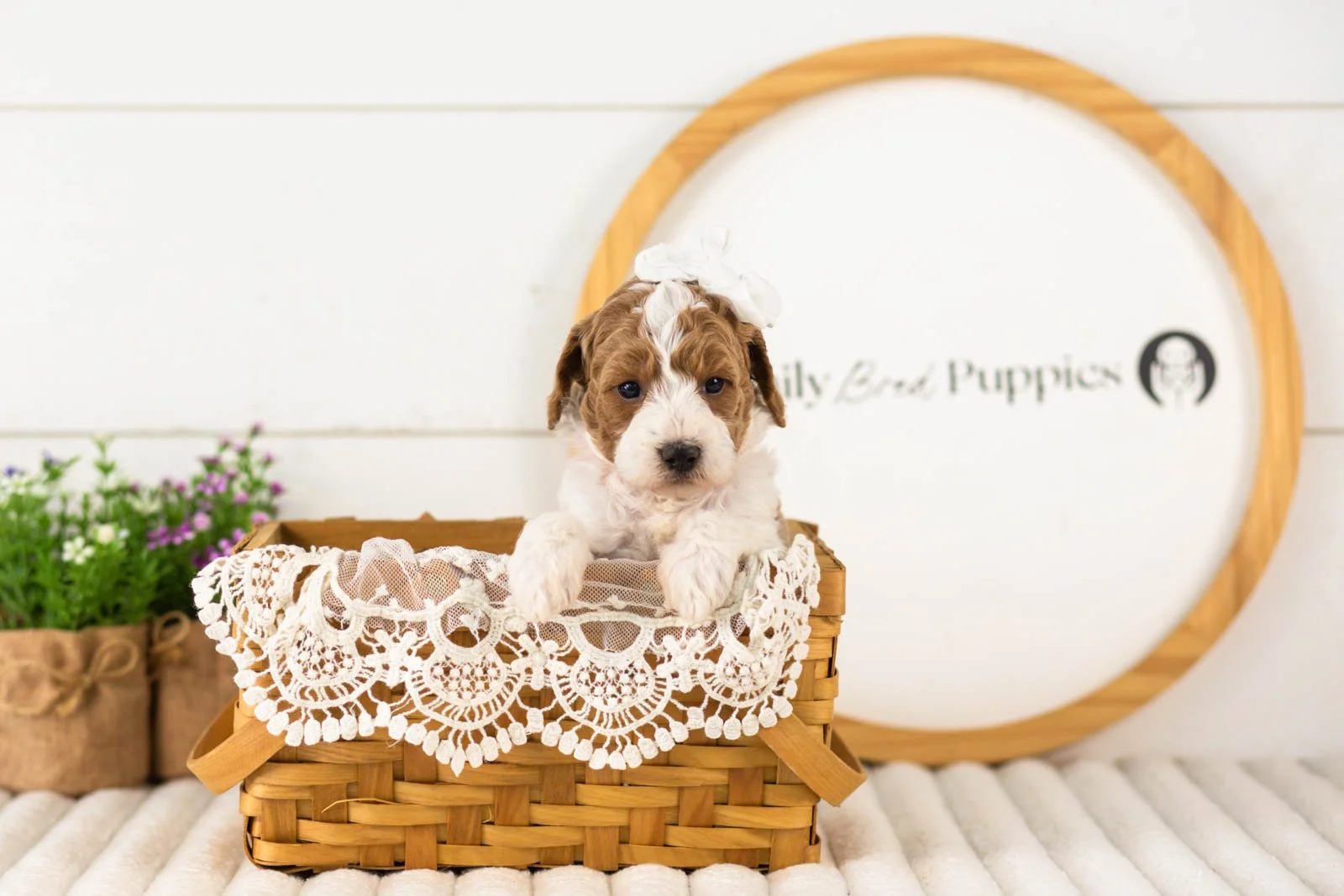Lucy goldendoodle for sale(2).jpg