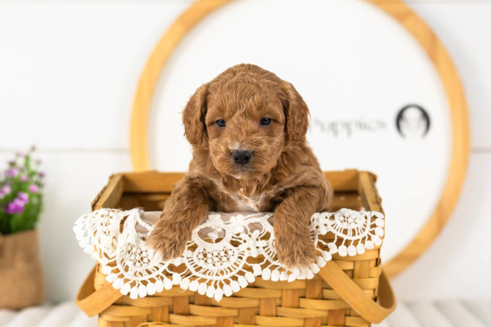 Levi goldendoodle for sale(3).jpg