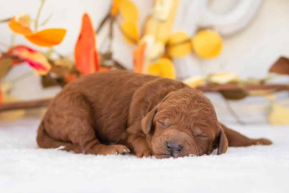 Colt goldendoodle for sale(3).jpg