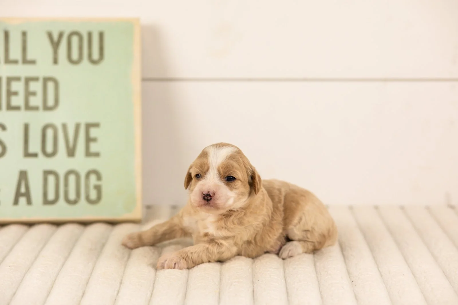 Indigo goldendoodle for sale.jpg