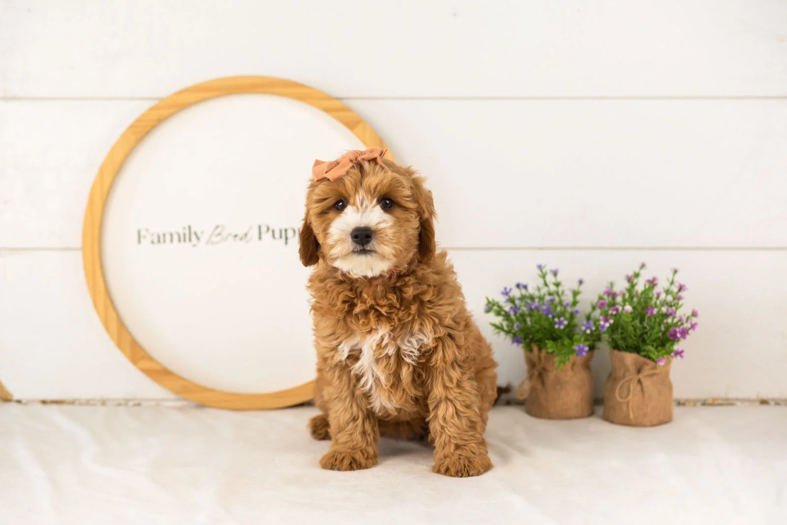 Mary goldendoodle for sale(2).jpg