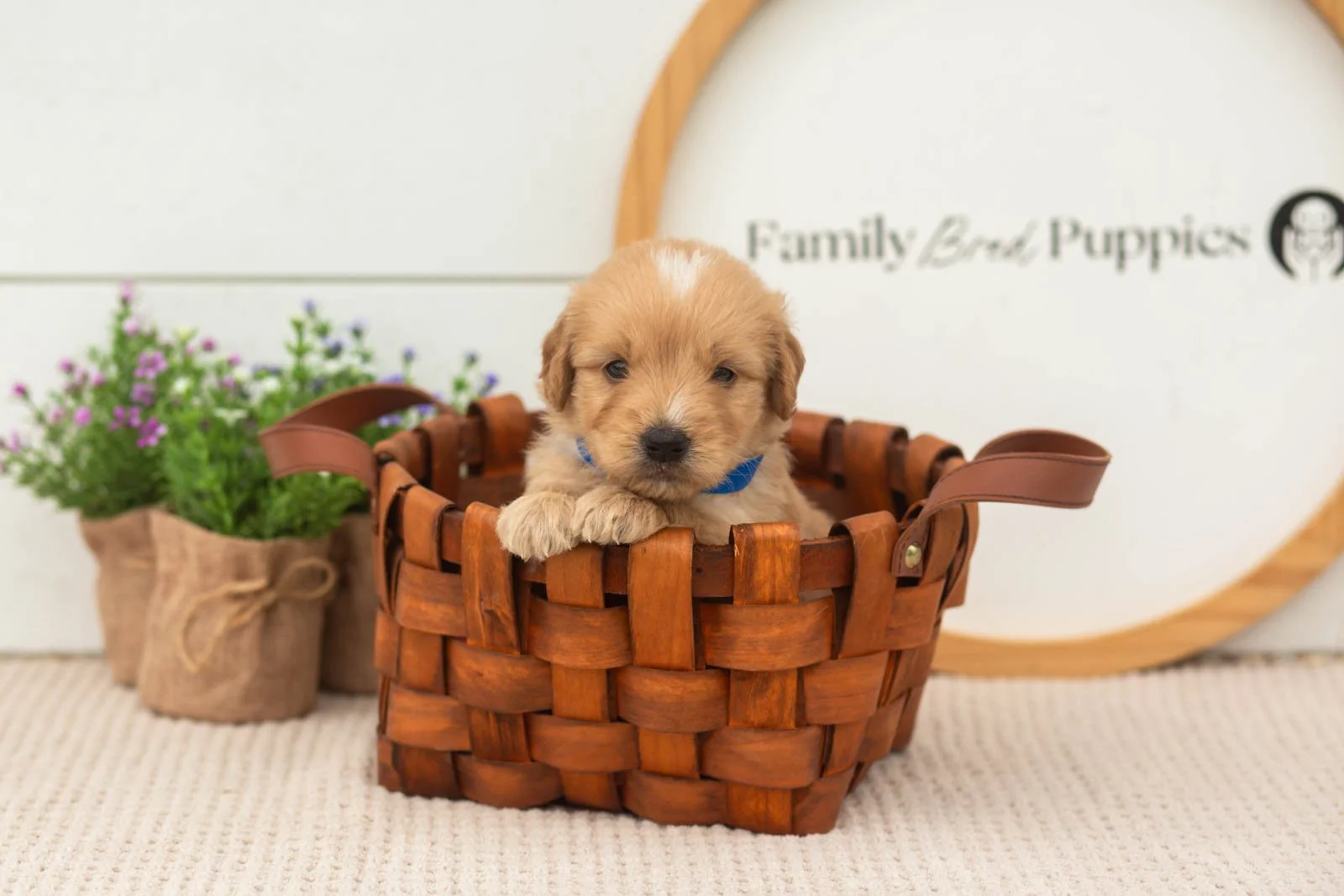 ezra goldendoodle for sale(4).jpg