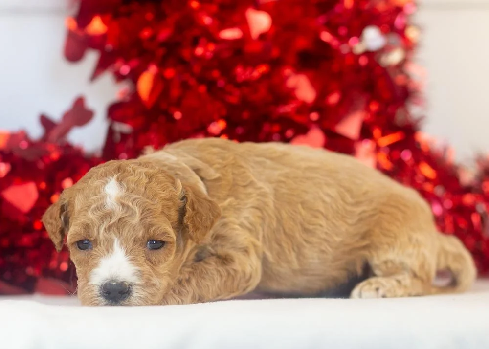 Cherry goldendoodle for sale.jpg