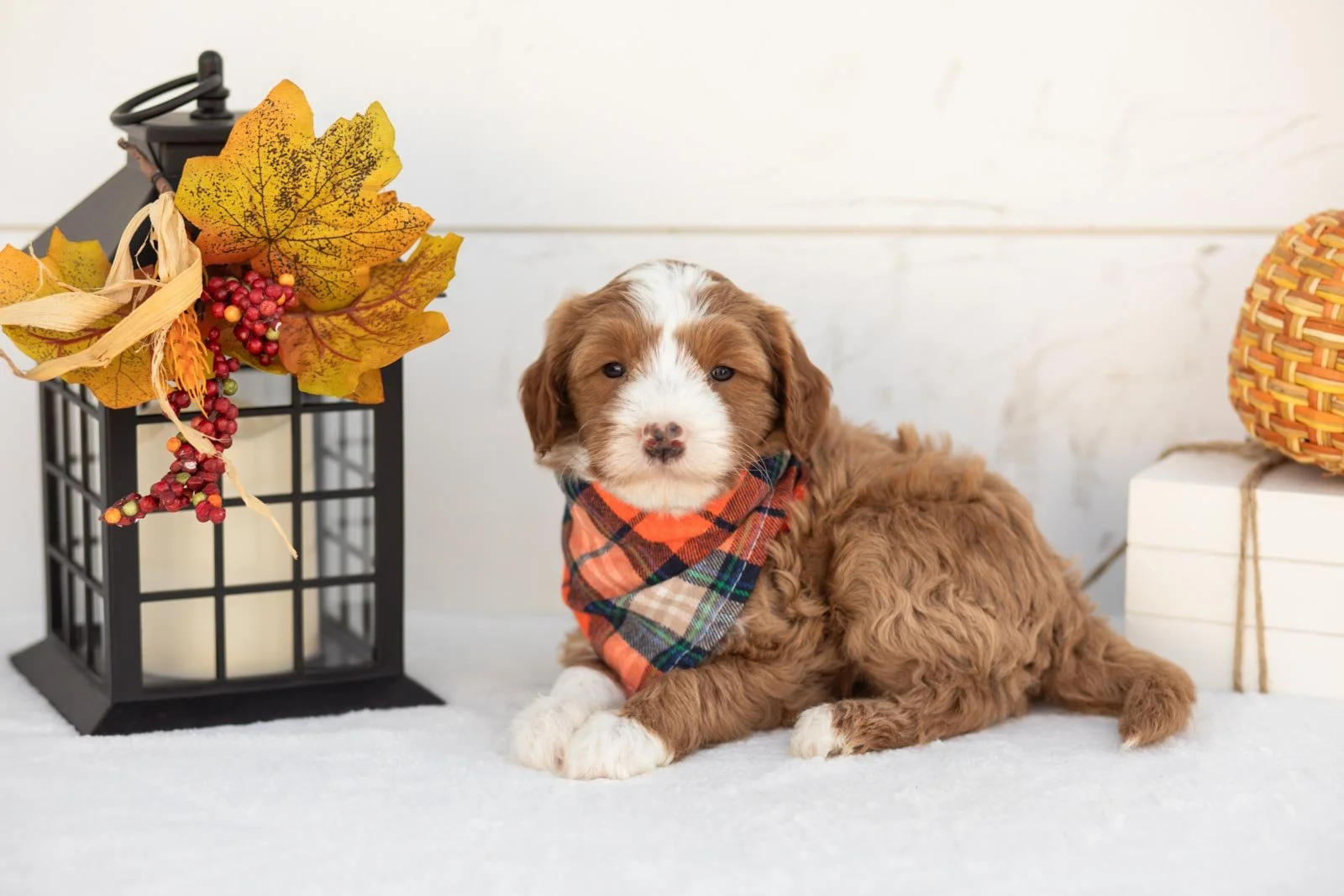 James goldendoodle for sale 4.jpg