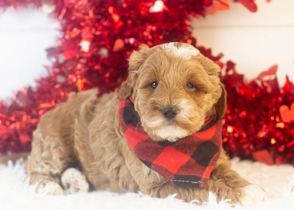 Brax goldendoodle for sale(2).jpg