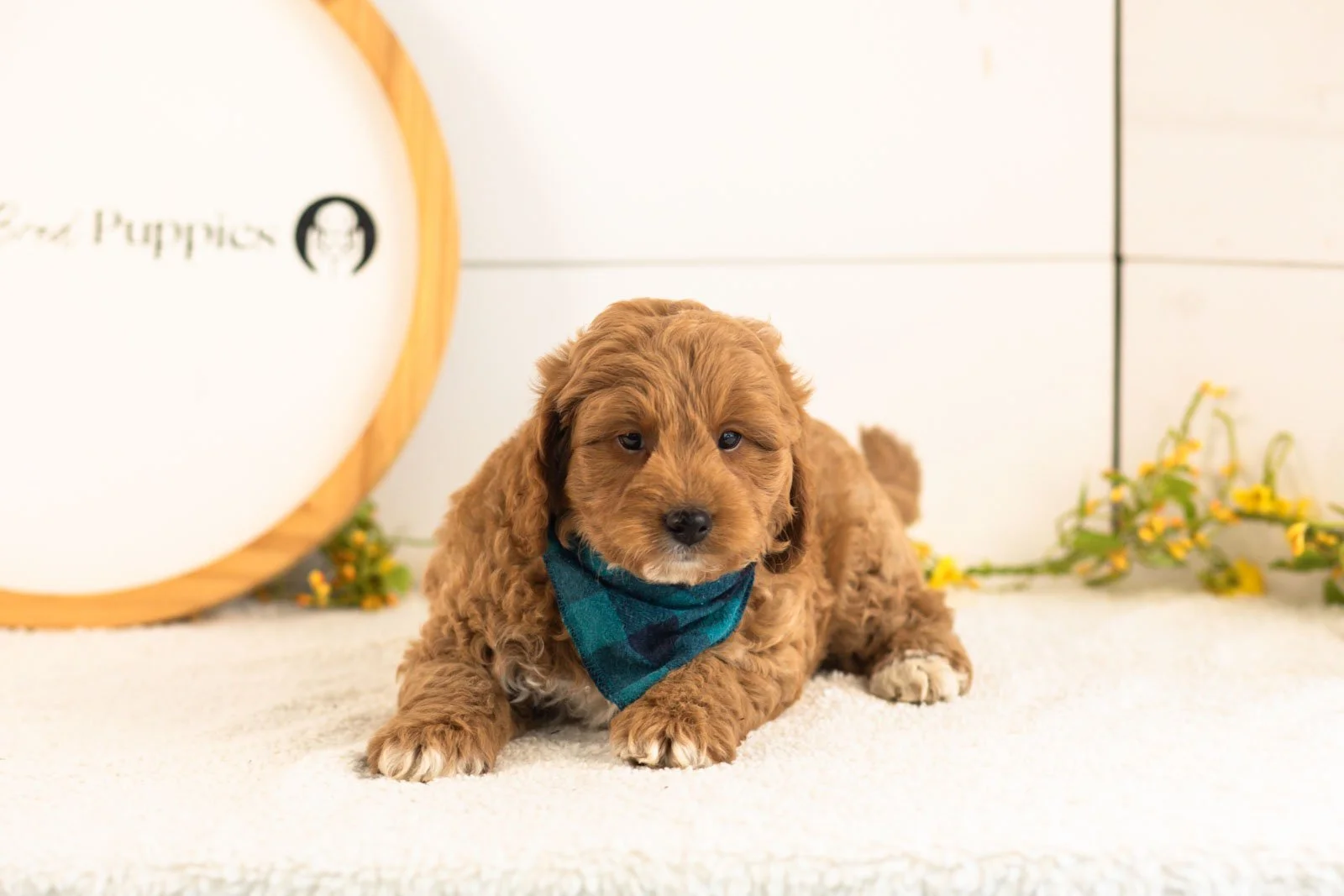 Ron Goldendoodle for sale.jpg