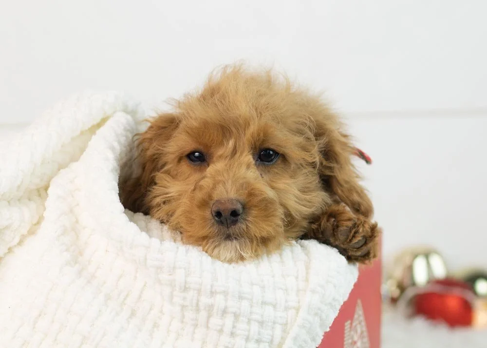 Jacob goldendoodle for sale.jpg