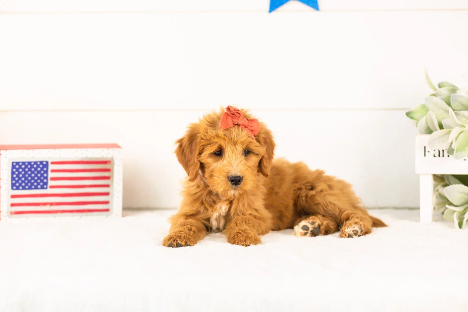 Stella goldendoodle for sale.jpg