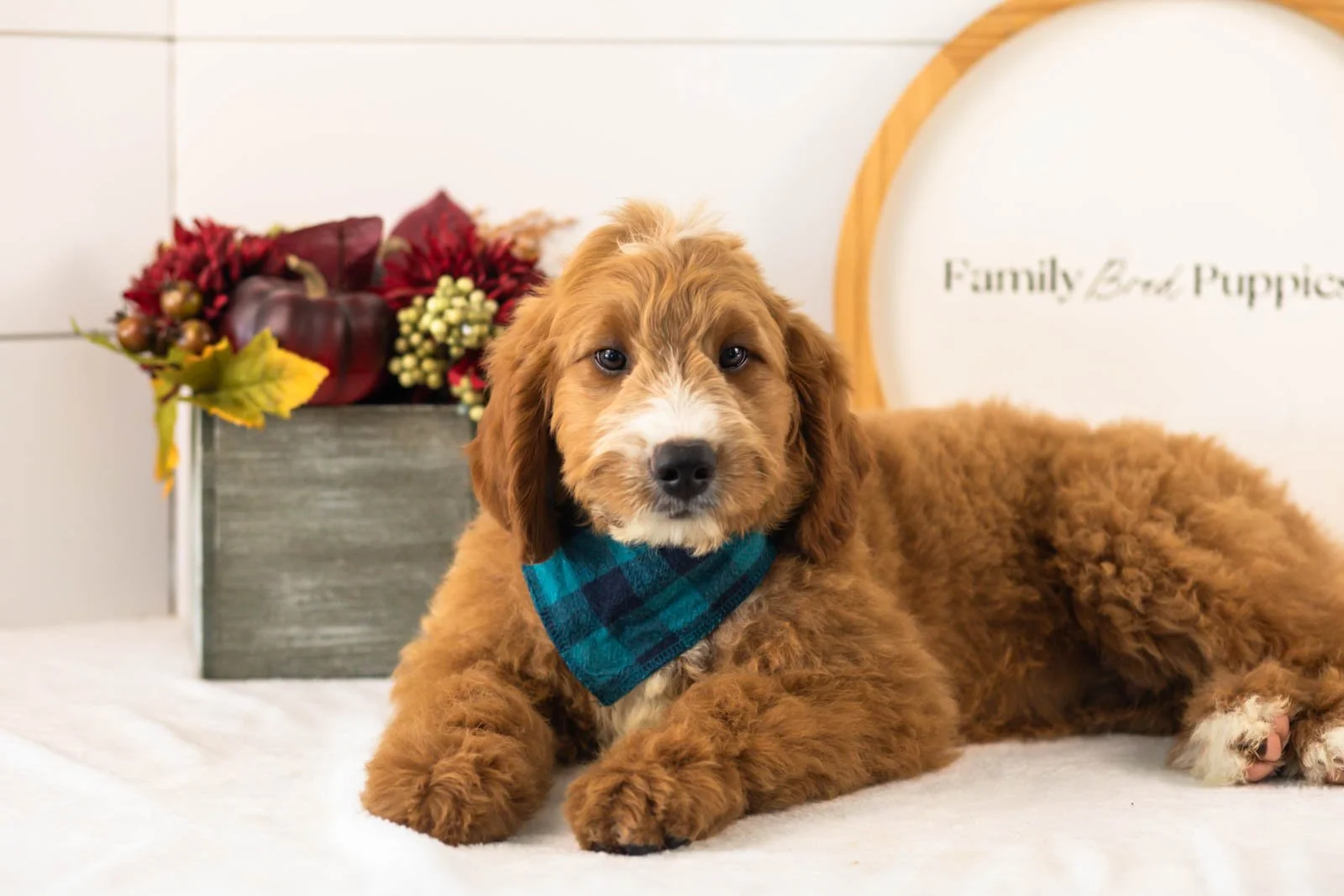 Maze goldendoodle for sale.jpg
