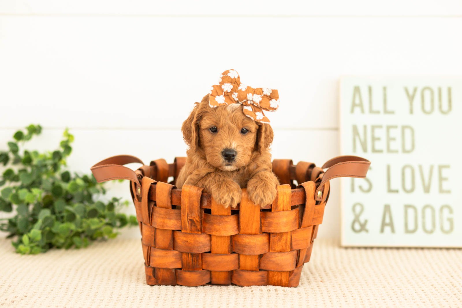 Satin goldendoodle for sale(2).jpg