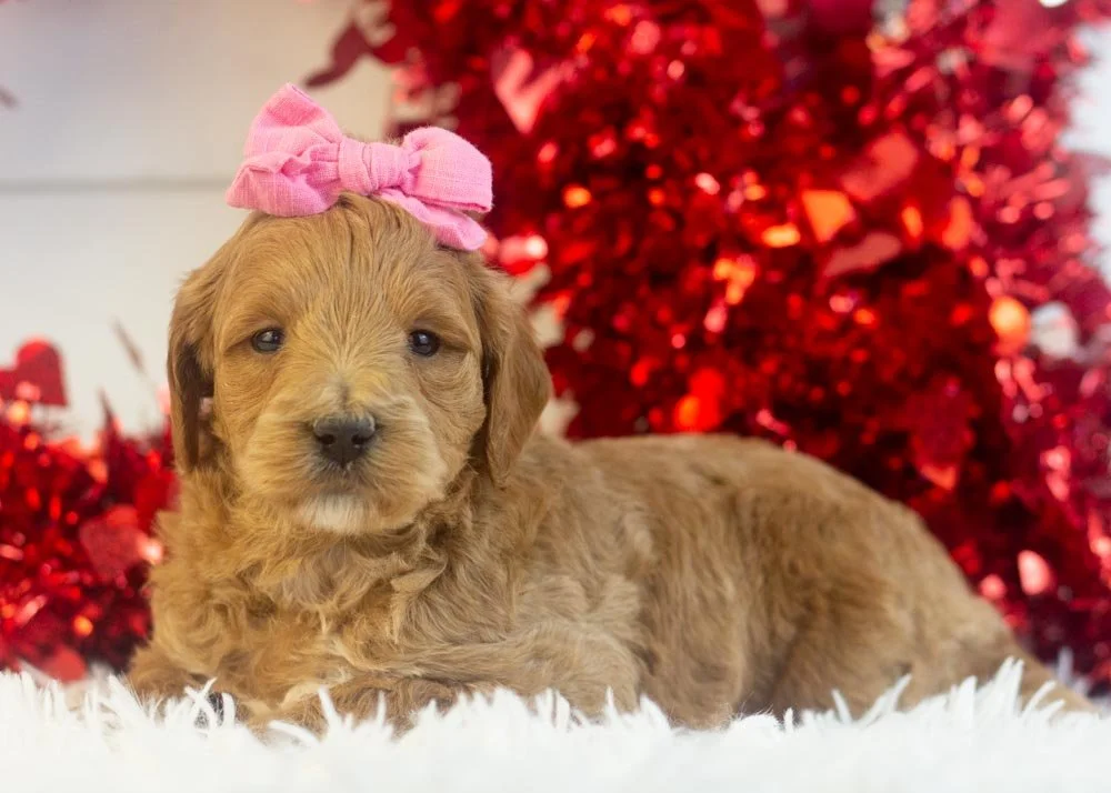Melody goldendoodle for sale.jpg