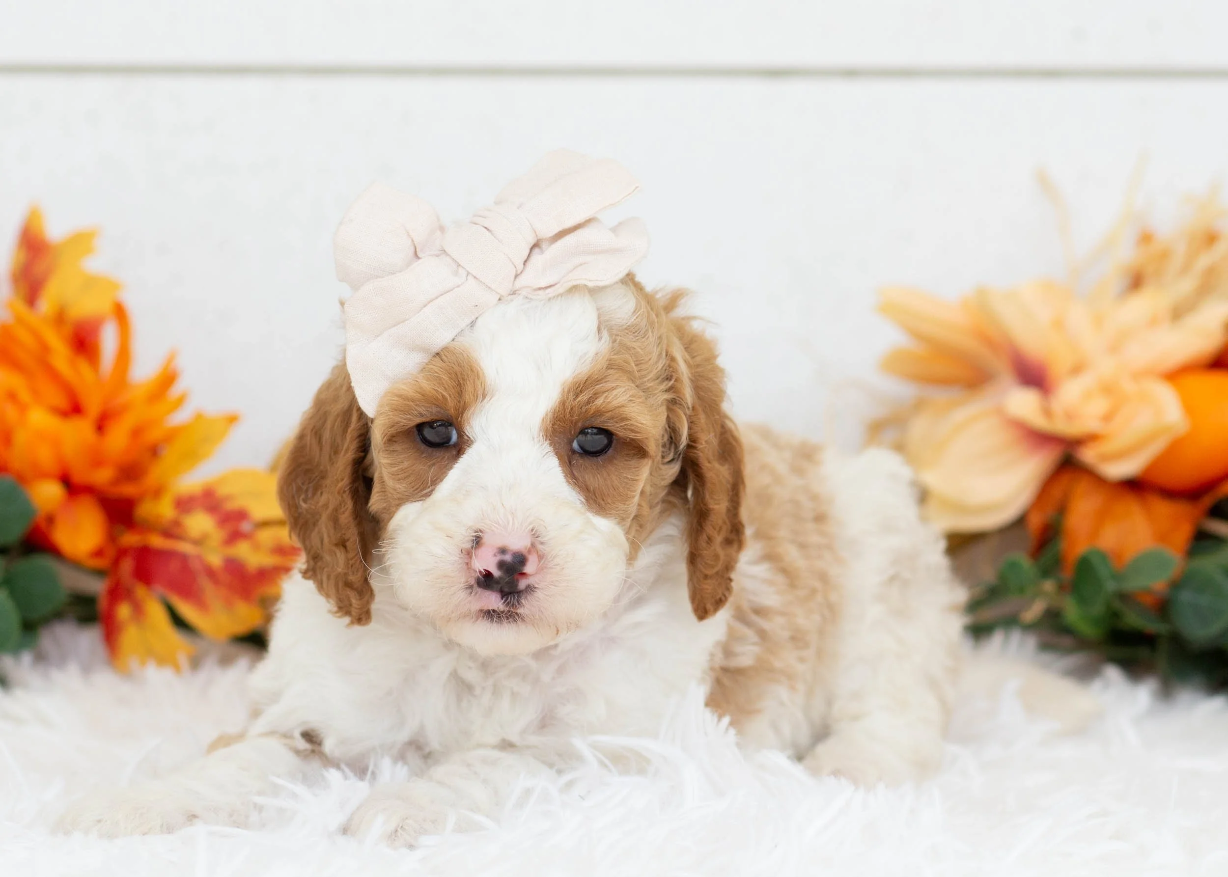 Caddie goldendoodle for sale(1).jpg
