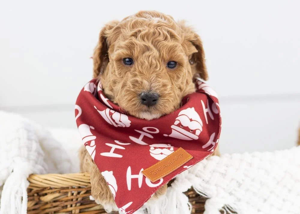 Mint goldendoodle for sale.jpg