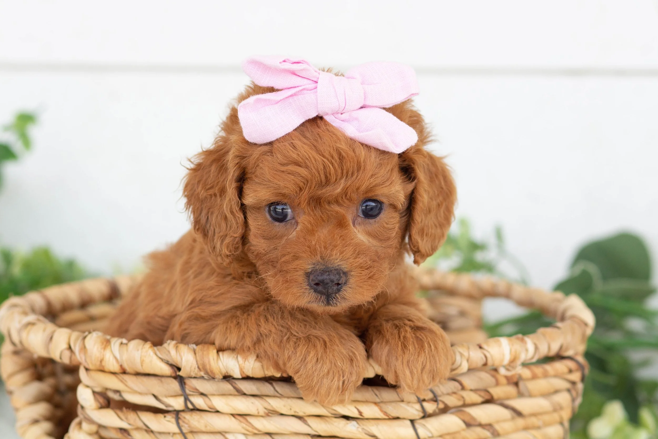 Olive Goldendoodle for sale(3).jpg