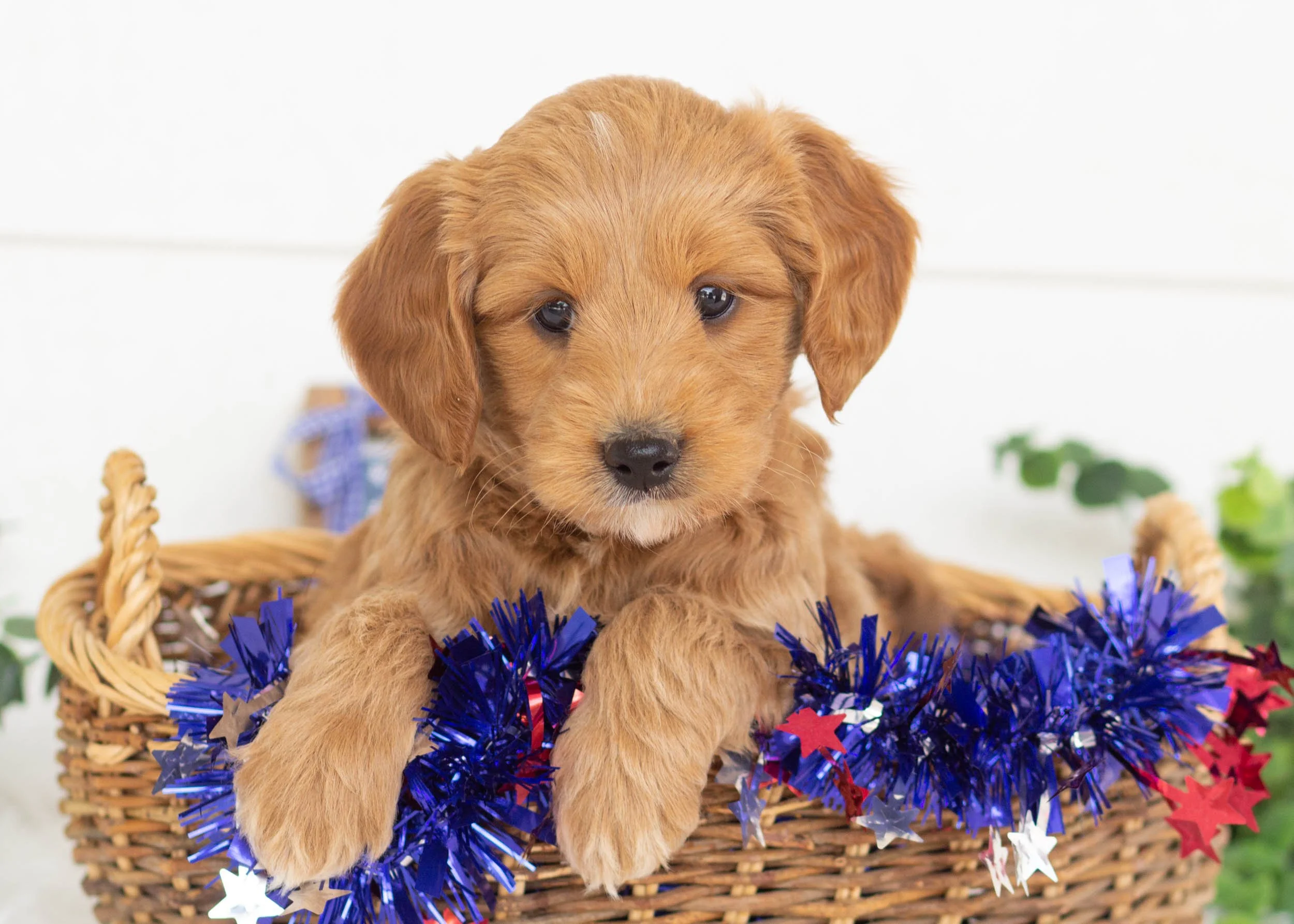 Blue Goldendoodle For Sale(2).jpg