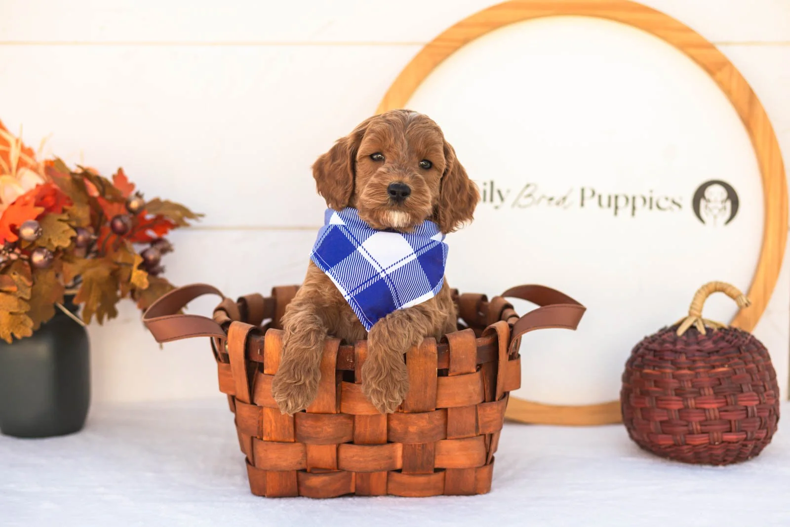 Edward goldendoodle for sale 1.jpg