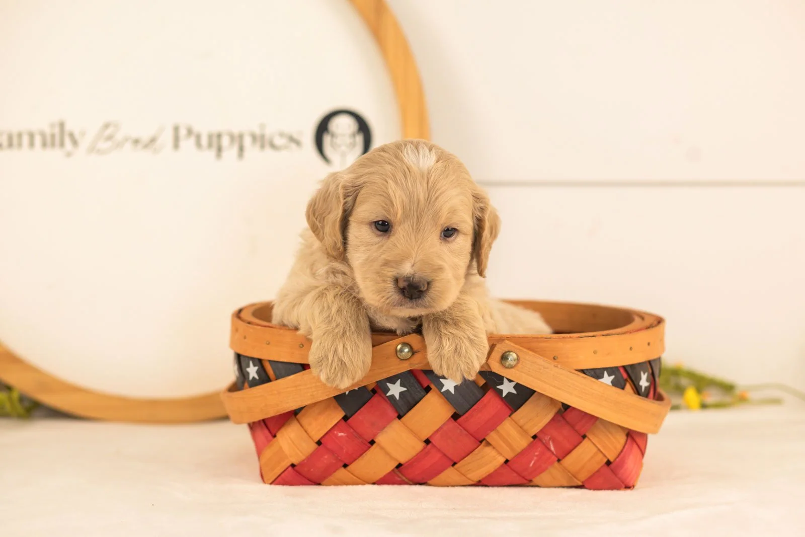 Larry goldendoodle for sale(4).jpg